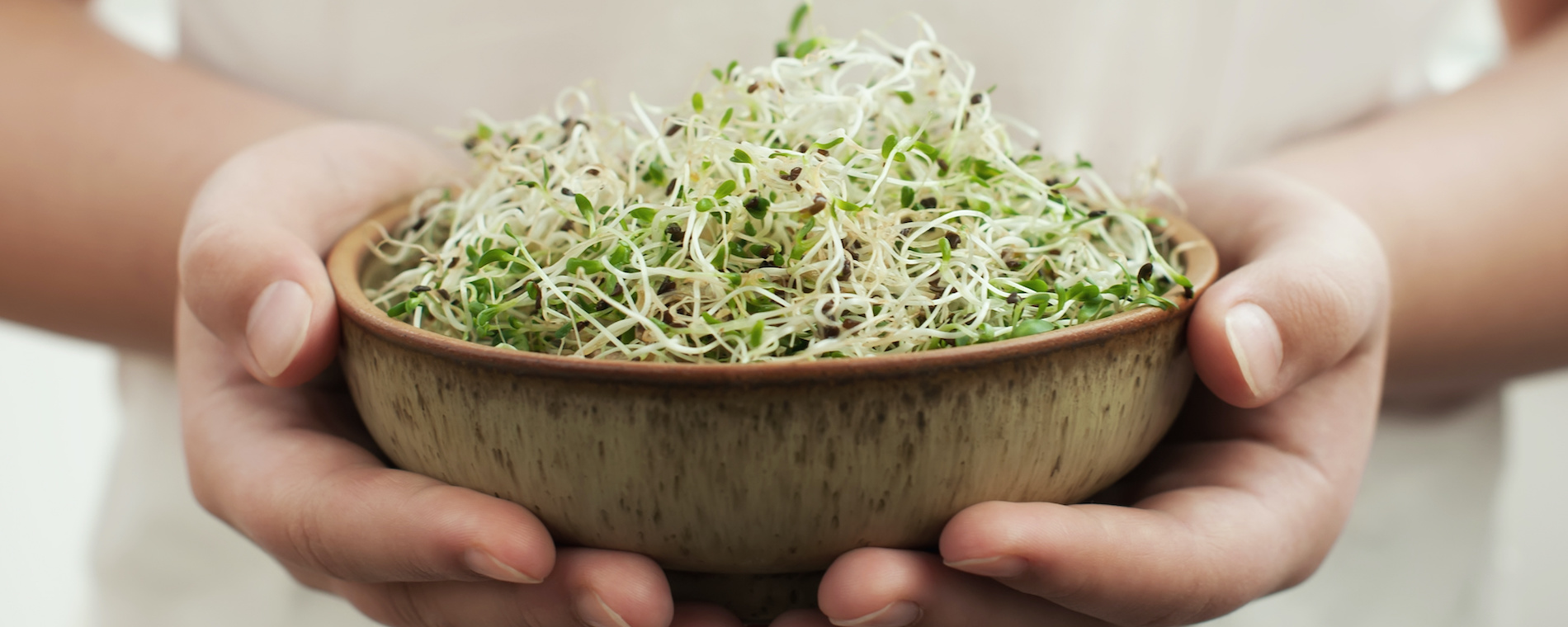 Junge Hände halten ein Schale mt Alfalfa Sprossen
