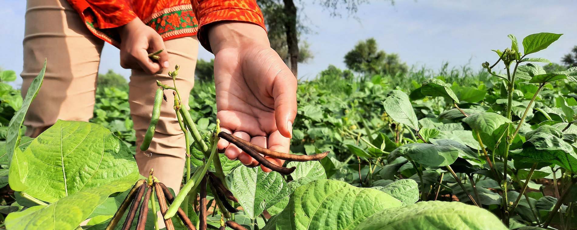 Farmerin pflückt Mungbohnen
